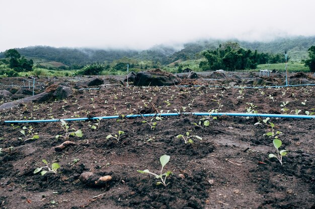 El repollo joven crece en un parche de verduras.