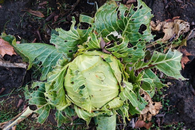 Repollo maduro estropeado por insectos. Agricultura en casa