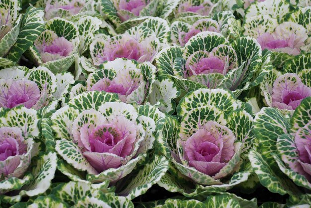 Repollo ornamental en el entorno de flores y plantas del jardín botánico