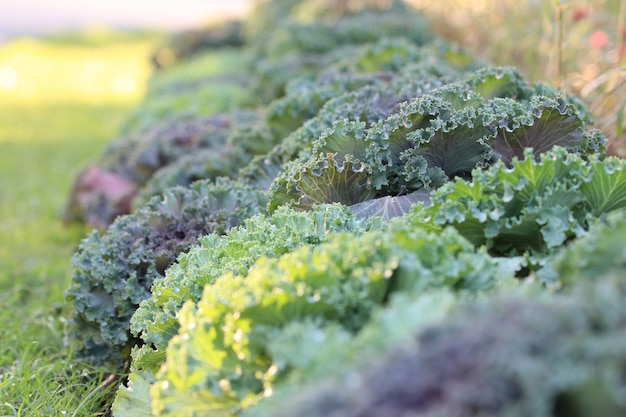 Repollo ornamental hermoso vegetal que crece en el jardín con luz del día en la temporada de primavera