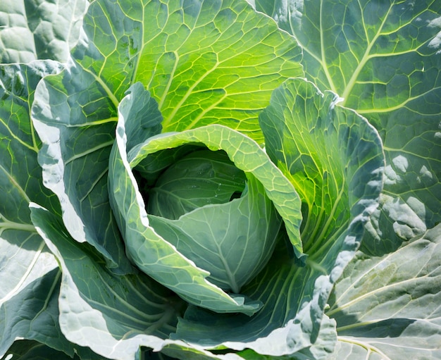 Repollo Repollo blanco de cerca en un campo agrícola Primer plano de la cabeza de repollo blanco que crece en un huerto