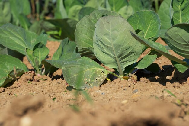 repollo verde en el campo agrícola