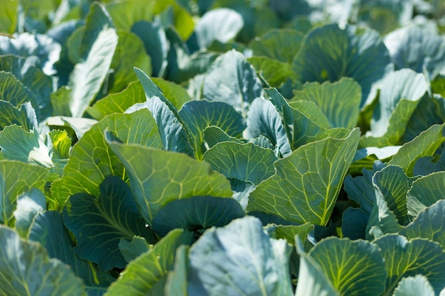 El repollo verde crece en el jardín Agricultura Concepto de comida saludable El cultivo de plantas Agricultura orgánica Vista superior