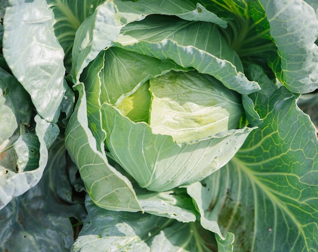 El repollo verde fresco crece en el jardín Hojas grandes de repollo Luz solar brillante Jardinería y agricultura