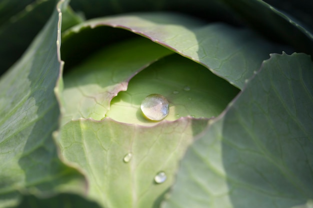 Repollo verde con gotas: gotas de agua que quedan en las cabezas de repollo repollo verde después de la lluvia,