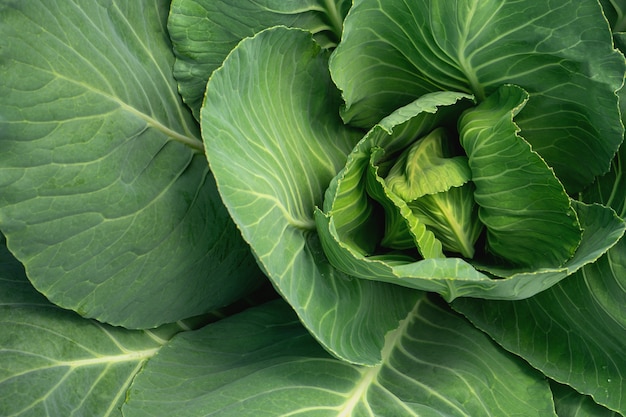 Repollo verde con hojas que crecen en el jardín. De cerca