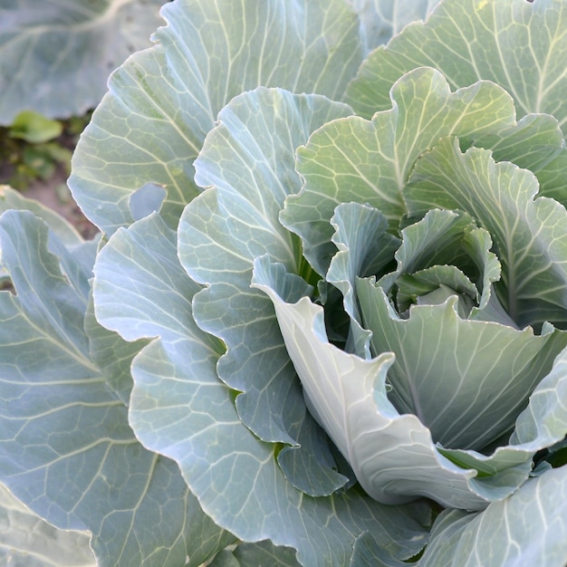 Repollo verde madurando cabeza creciendo en granja de vegetales