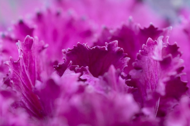 Repollo violeta fresco brassica oleracea hojas de plantas