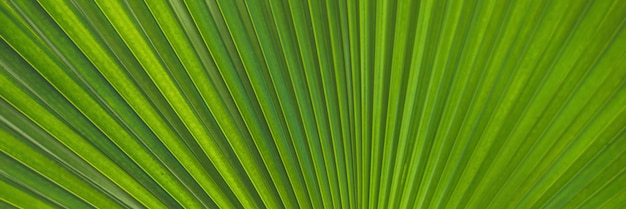 Reposapiés verde hoja de palma a través de la cual brilla el sol a través de banner de formato largo