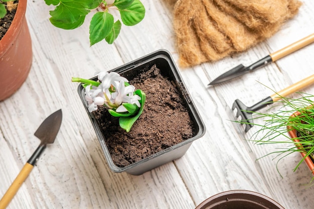 Repotting Plantas de casa Flat Lay Vista superior das ferramentas de jardim Broto de plantas de jacinto roxo e solo na mesa de madeira branca Vaso de plantas Cuidados em casa Selva urbana Cuidar da jardinagem Vista de alto ângulo