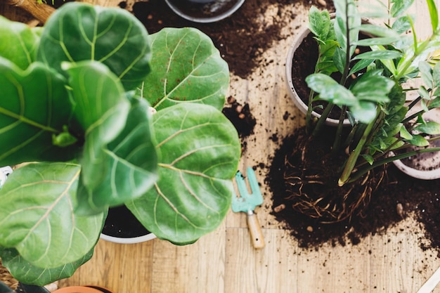 Repotting plantas em casa ficus fiddle leaf plantas de figueira e zamioculcas no chão com vasos raízes terra e ferramentas de jardinagem envasamento ou transplante de plantas planta de casa