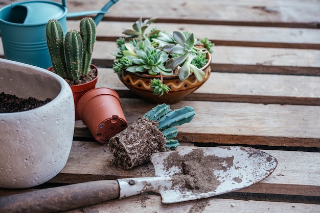 Repotting suculentas e cactos na horta