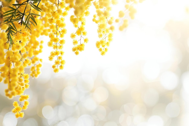 Representa un primer plano de flores de mimosa amarillas colgando de las ramas contra un fondo blanco