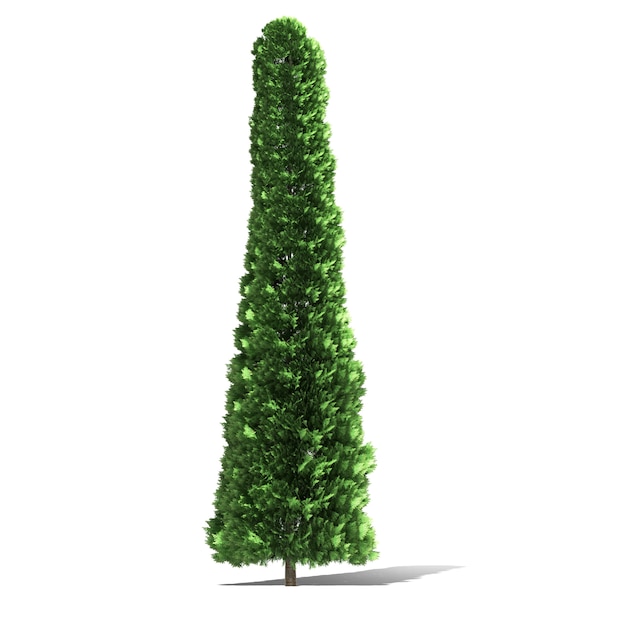 Representación 3d del árbol aislada