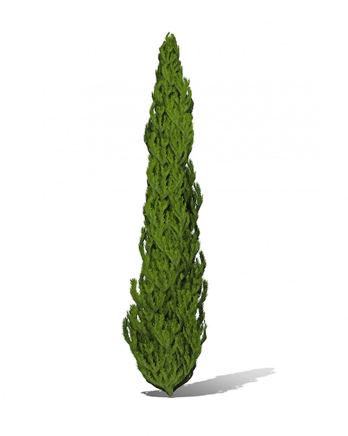 Representación 3d del árbol