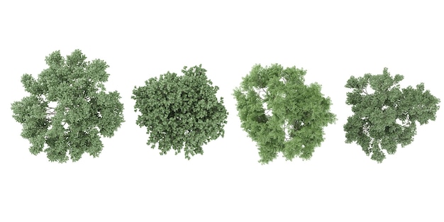 Representación en 3D de los árboles de DogwoodMaackia amurensis desde la vista superior sobre un fondo transparente