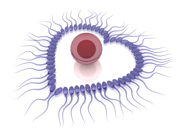 Representación 3D de esperma con óvulo aislado sobre fondo blanco, concepto de San Valentín