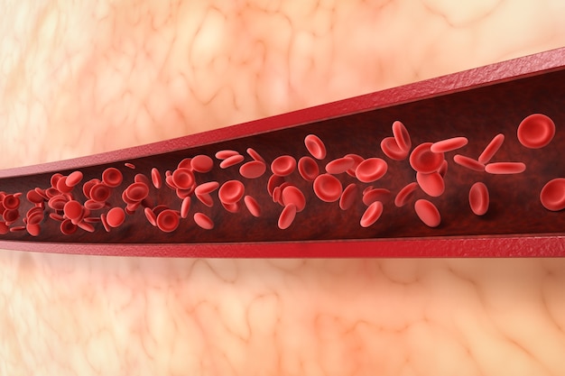 Representación 3D de glóbulos rojos fluyen en la vena