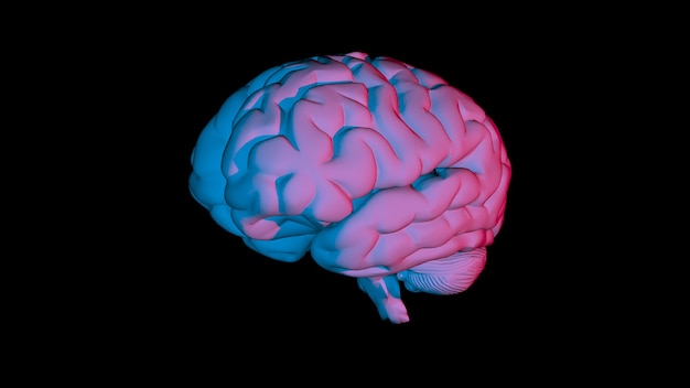 Representación 3D de un modelo informático de un cerebro humano