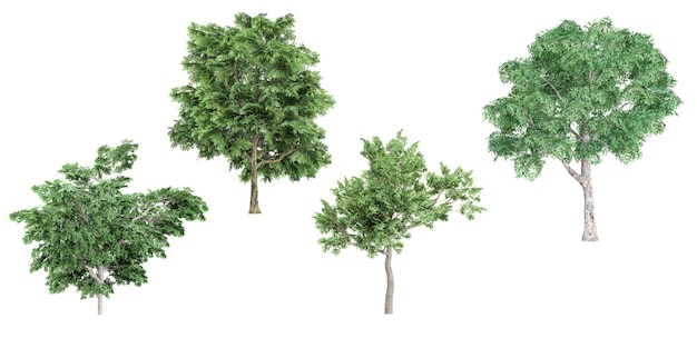 Foto representación fotorrealista en 3d de árboles de platanus sassafras con visualización de recortes de sombras del suelo