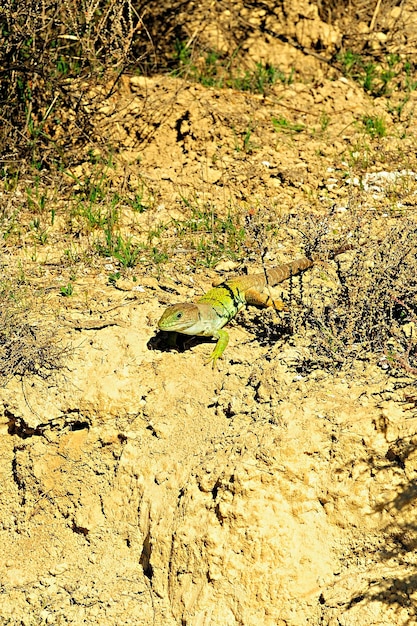 Répteis em seu ambiente natural.