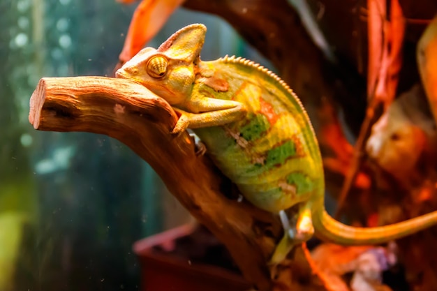 Reptil camaleón verde sentado dentro del terrario