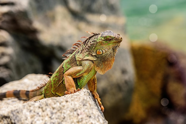 Réptil da vida selvagem da iguana dos lagartos verdes na Flórida