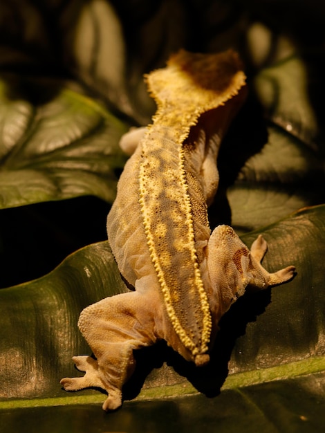 Foto reptil gecko lagarto en la naturaleza vida silvestre