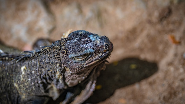 Reptil de iguana verde