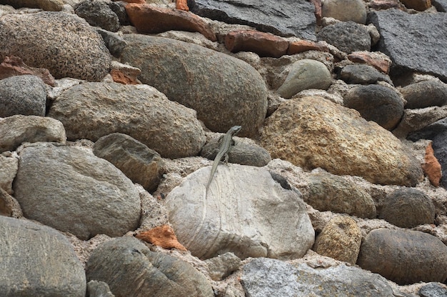 reptil lagarto en un muro de piedra