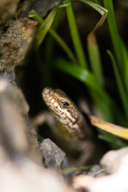 Réptil Lagarto Podarcis Siculus