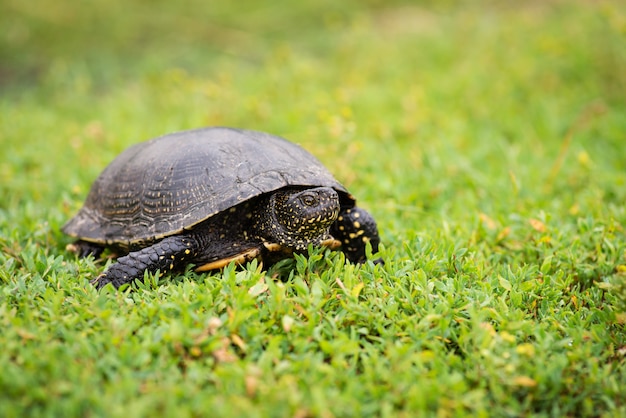 Foto reptil lento con caparazón en la hierba, de cerca. tortuga negra sobre verde hierba fresca, vida silvestre, naturaleza.