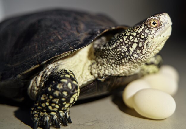 Reptil de tortuga demale y huevos aislados