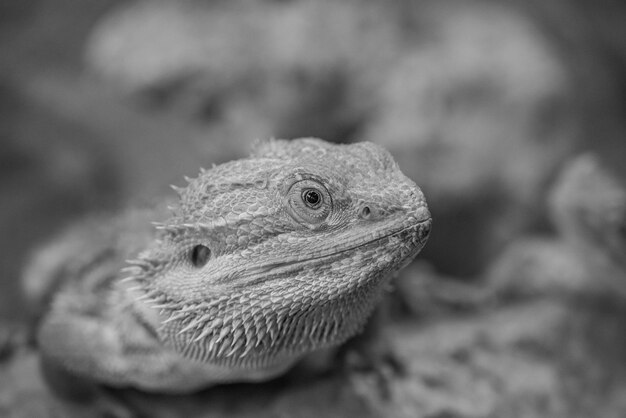 Foto reptiles y serpientes