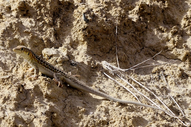 Reptiles en su entorno natural.