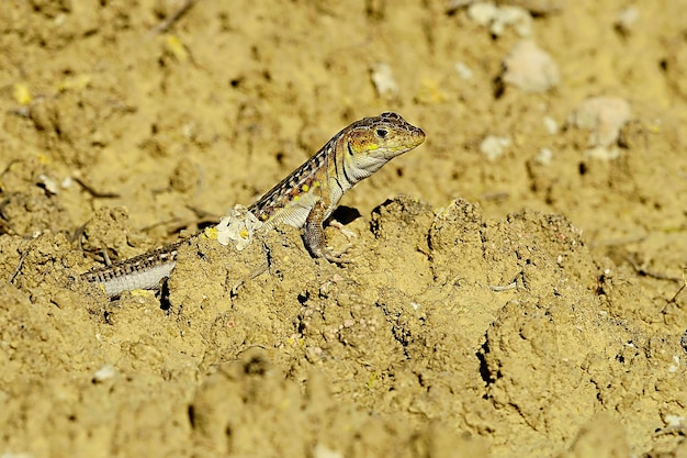 Reptiles en su entorno natural.