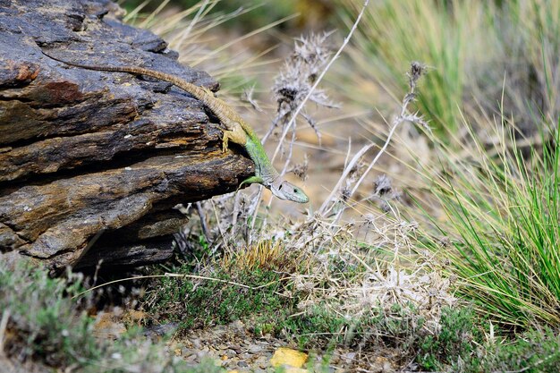 Reptiles en su entorno natural.