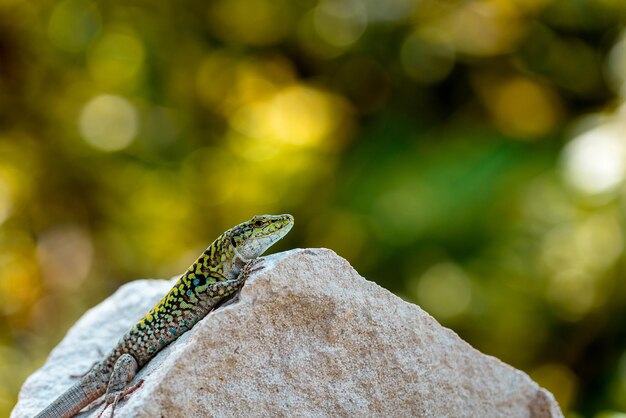 Foto reptilien sentado en una roca frente a las plantas desenfocadas