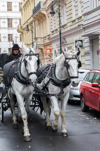 República Checa Praga 15 de dezembro de 2018 Foto de dois cavalos na cidade de Praga para turistas