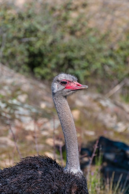 Reserva, avestruz de cuello largo y patas enormes en un criadero de avestruces