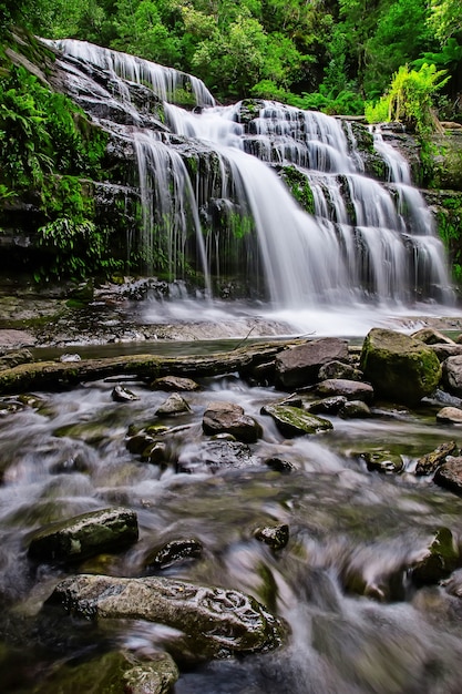 Reserva estatal de Liffey Falls en la región de Midlands de Tasmania, Australia.