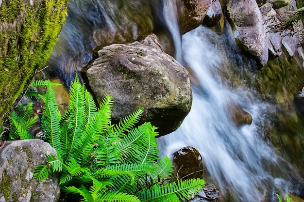 Foto reserva estatal de liffey falls en la región de midlands de tasmania, australia.