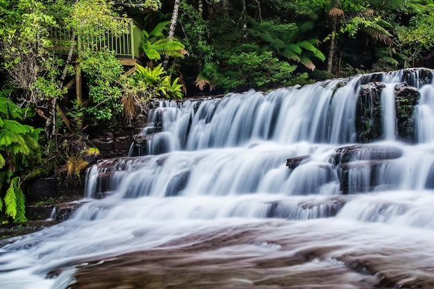 Reserva estatal de Liffey Falls en la región de Midlands de Tasmania, Australia.