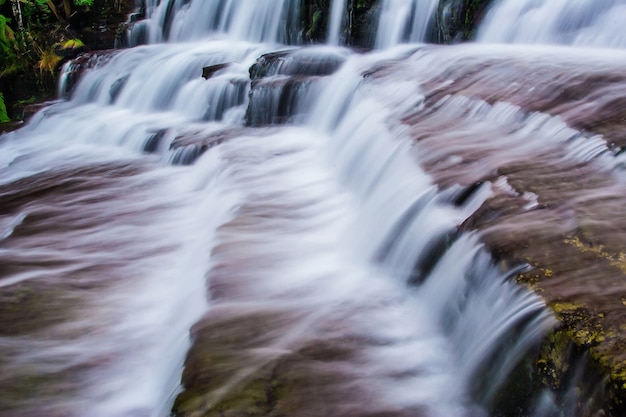 Foto reserva estatal de liffey falls en la región de midlands de tasmania, australia.