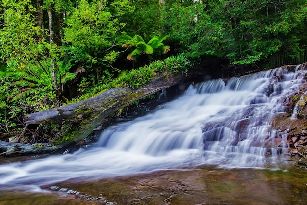 Foto reserva estatal de liffey falls en la región de midlands de tasmania, australia.