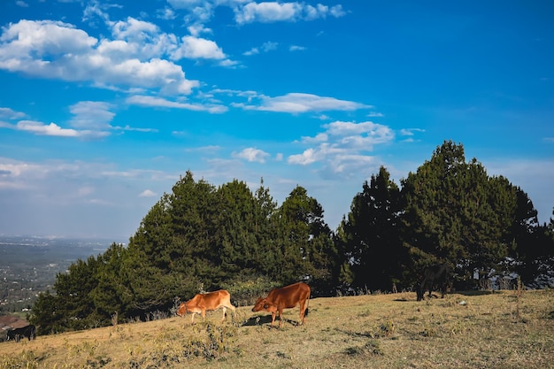 Reserva forestal de Ngong Hills área recreativa picnic puesta de sol energía eólica paisaje del condado de kajiado kenya