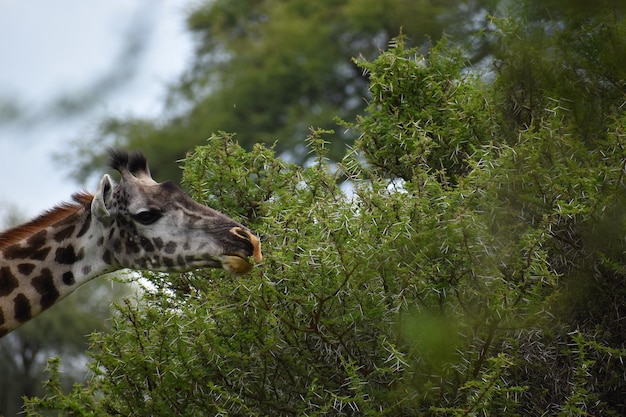 reserva nacional na Tanzânia na África, um parque pitoresco com animais selvagens