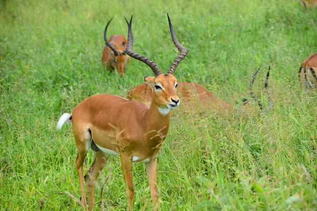 Reserva Nacional de Tanzania en África un pintoresco parque con animales salvajes