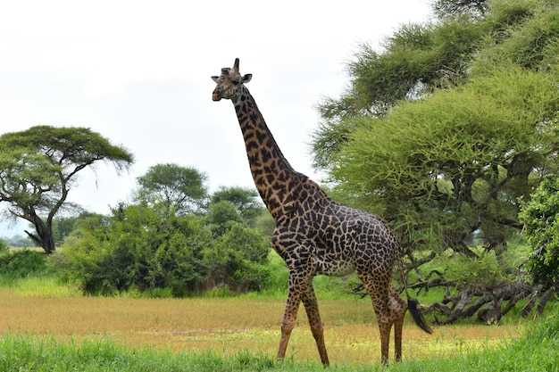 Reserva Nacional de Tanzania en África un pintoresco parque con animales salvajes