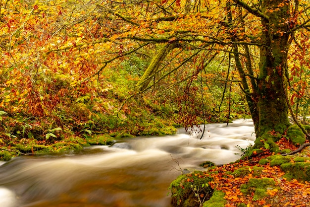 Reserva natural abrangente de Muniellos, entre os concelhos de Cangas del Narcea e Ibias.